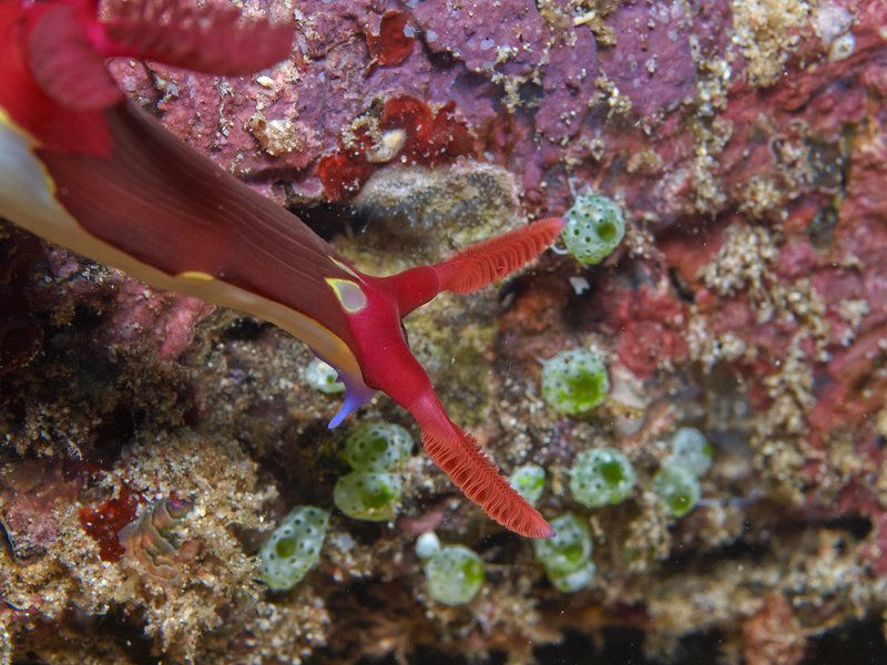 Nudibranch, Sabang Wreck
